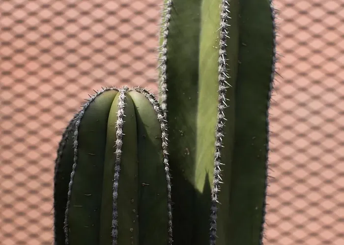 Tonalli Casa Boutique Séjour chez l'habitant Mexico